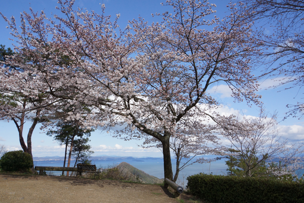 桜が映える絶景ポイント！